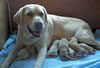 Nadia and pups, Day 1. August 6, 2012