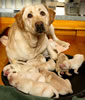 Pearl and pups, Day 4. February 27, 2011