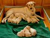 Pearl and pups, Day 18. March 13, 2011