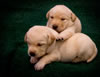 Zip/Pearl pups, Day 20. March 15, 2011