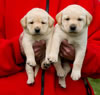 Zip/Pearl female pups, Day 30. Collar colors Red & Black. March 25, 2011