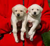 Zip/Pearl male pups, Day 30. Collar colors Red Print & Blue Print. March 25, 2011