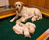 Pearl and pups, Day 11. March 6, 2011