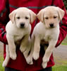 Zip/Pearl Black & Yellow female pups, day 47, April 10, 2011