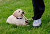 Zip/Pearl Purple female pup, day 47, April 10, 2011