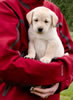 Zip/Pearl Red female pup, day 47, April 10, 2011