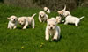 Zip/Pearl pups, Day 38. April 3, 2011