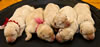 Zip/Pearl 5 female pups, Day 3, October 16, 2011