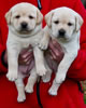 Zip/Pearl females, collar colors Blue & Green. Day 31. November 13, 2011