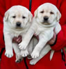 Zip/Pearl females, collar colors Pink & Pink Print. Day 31. November 13, 2011