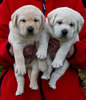 Zip/Pearl males, collar colors Purple & Black. Day 31. November 13, 2011