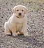 Zip/Pearl Pink Print Collar female, Day 45. November 27, 2011