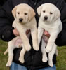 Zip/Pearl Purple & Black Collar males, Day 45. November 27, 2011