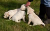 Zip/Pearl Red female, Black male, & Pink female Collar colors, Day 45. November 27, 2011