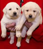 Zip/Pearl female pups, day 30. Collar colors Zebra & Yellow. November 21, 2012.