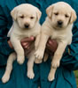 Zip/Pearl female pups, day 38. Collar colors Red Print & Orange. November 29, 2012.