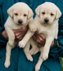 Zip/Pearl female pups, day 38. Collar colors Zebra & Pink. November 29, 2012.