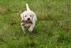 Zip/Pearl pups, Day 48. December 9, 2012.