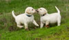 Zip/Pearl pups, Day 48. December 9, 2012.