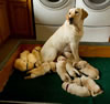 Ruby and pups, Day 19. May 3, 2010