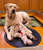 Ruby and pups, Day 2. November 23, 2010