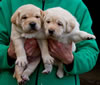 Zip/Ruby male pups, Day 27. December 18, 2010. Collar colors L to R - Black & Purple