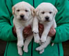 Zip/Ruby female pups, Day 27. December 18, 2010. Collar colors L to R - Pink & Red