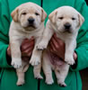 Zip/Ruby male pups, Day 27. December 18, 2010. Collar colors L to R - Yellow & Blue