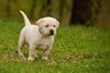 Zip/Ruby Green Collar male pup, Day 36. December 26, 2010