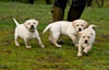 Zip/Ruby pups, Day 48. January 8, 2011