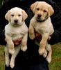 Zip/Ruby male pups, Collar colors Blue & Black, Day 48. January 8, 2011