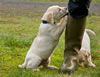 Zip/Ruby pups, Day 48. January 8, 2011