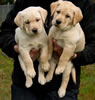 Zip/Ruby male pups, Collar colors Green & Yellow, Day 48. January 8, 2011