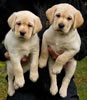 Zip/Ruby male pups, Collar colors Purple & Red, Day 48. January 8, 2011