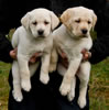 Zip/Ruby female pups, Collar colors Red & Pink, Day 48. January 8, 2011