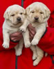 Zip/Ruby female pups, Day 21. February 23, 2012. Collar colors Pink & Orange