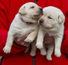 Zip/Ruby female pups, Day 21. February 23, 2012. Collar colors Pink Print & Red