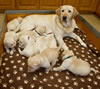 Ruby and pups, Day 24. February 26, 2012