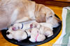 Ruby between whelping pups, February 3, 2012