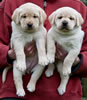 Zip/Ruby Female Pups, Day 37. March 10, 2012. Collar colors Orange & Pink