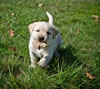 Zip/Ruby pup, Day 33. March 6, 2012