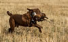 Int/Nat CH Merganser's Go Daddy JH, age 2, pheasant hunting in North Dakota, October 2012.