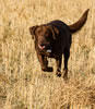 Int/Nat CH Merganser's Go Daddy JH, age 2, pheasant hunting in North Dakota, October 2012.