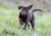 Jeanine, age 8 weeks