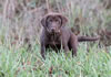 Jeanine, age 8 weeks