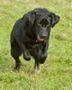 Bing, age 23 months. January 2012