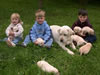 Warden Abbigail with her May 2006 litter and the Daniel and Amy Beck family. Pups include Merganser's Live Strong, Merganser's Ruby, and Merganser's Yellow Jersey