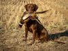 Nike, age 25 months, hunting in North Dakota, October 2012