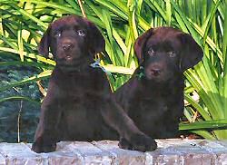 Matlock/Hula male pups