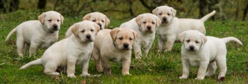 Labrador retrievers breeding dogs